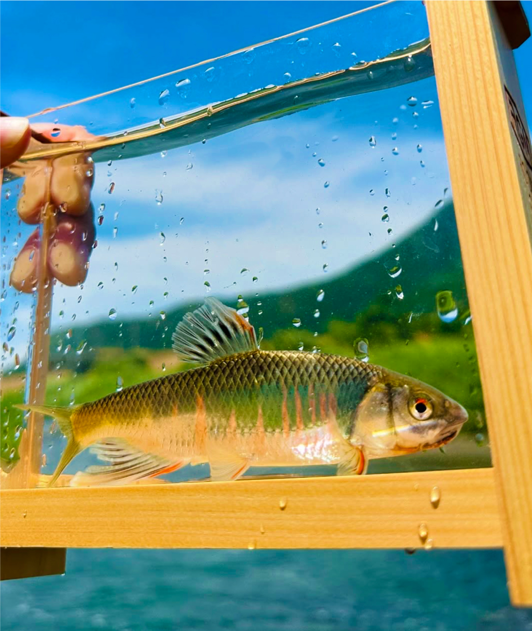 RGM spec.5 CHUB / 55