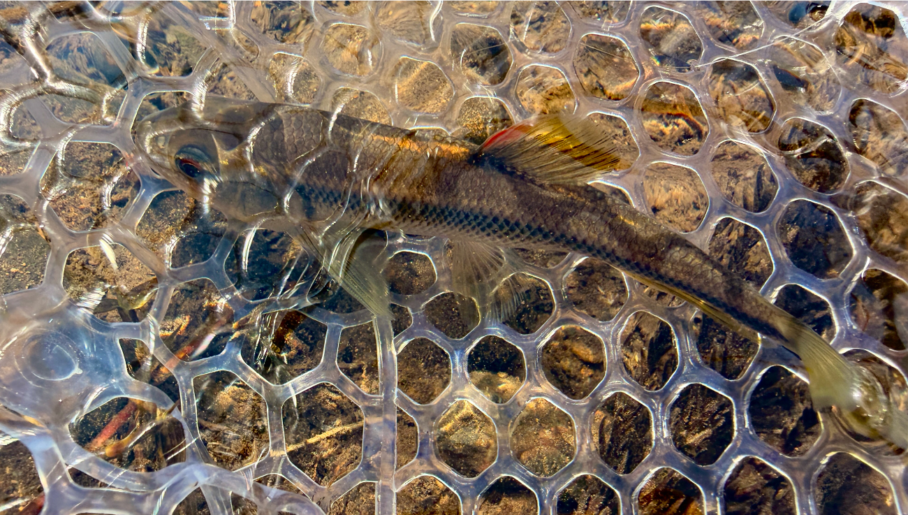 RGM spec.2 CHUB / 5.5